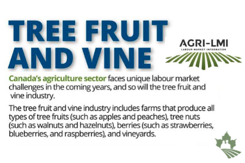 Tree Fruit and Vine Infographic